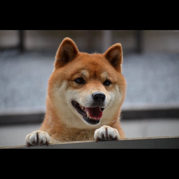 Meet your Posher, Alina - Picture 1 of 1